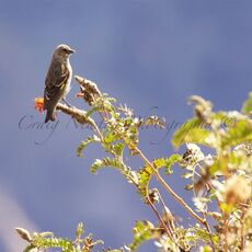 Thick-billed Siskin (Spinus crassirostris), Colca Canyon, Peru