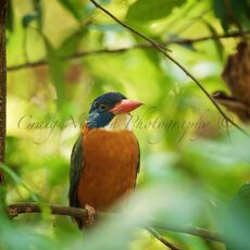 Green-backed Kingfisher (Actenoides monachus), Tangkoko Batuangus Nature Reserve, Sulawesi, Indonesia