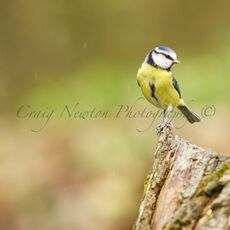 Eurasian Blue Tit (Cyanistes caeruleus), Leitholm, Scotland