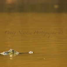 Yacare Caiman (Caiman yacare), Parque Estadual Encontro das Águas, Brazil