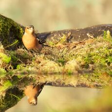 Common Chaffinch (Fringilla coelebs), Denholm, Scotland