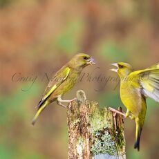 European Greenfinches (Chloris chloris), Denholm, Scotland