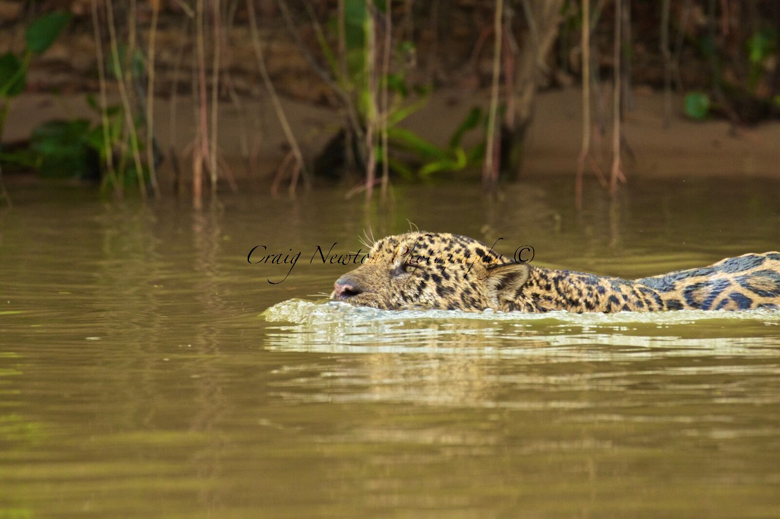 Jaguar (Panthera onca palustris), Parque Estadual Encontro das Águas, Brazil