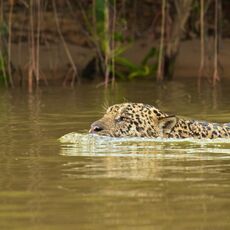 Jaguar (Panthera onca palustris), Parque Estadual Encontro das Águas, Brazil
