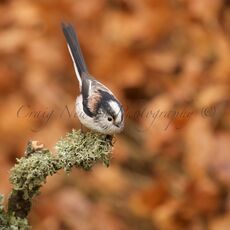 Long-tailed Tit (Aegithalos caudatus), Denholm, Scotland
