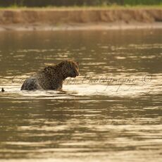 Jaguar (Panthera onca palustris), Parque Estadual Encontro das Águas, Brazil