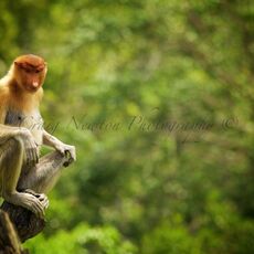 Proboscis Monkey (Nasalis larva's), Labuk Bay, Sabah, Malaysia