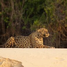 Jaguar (Panthera onca palustris), Parque Estadual Encontro das Águas, Brazil
