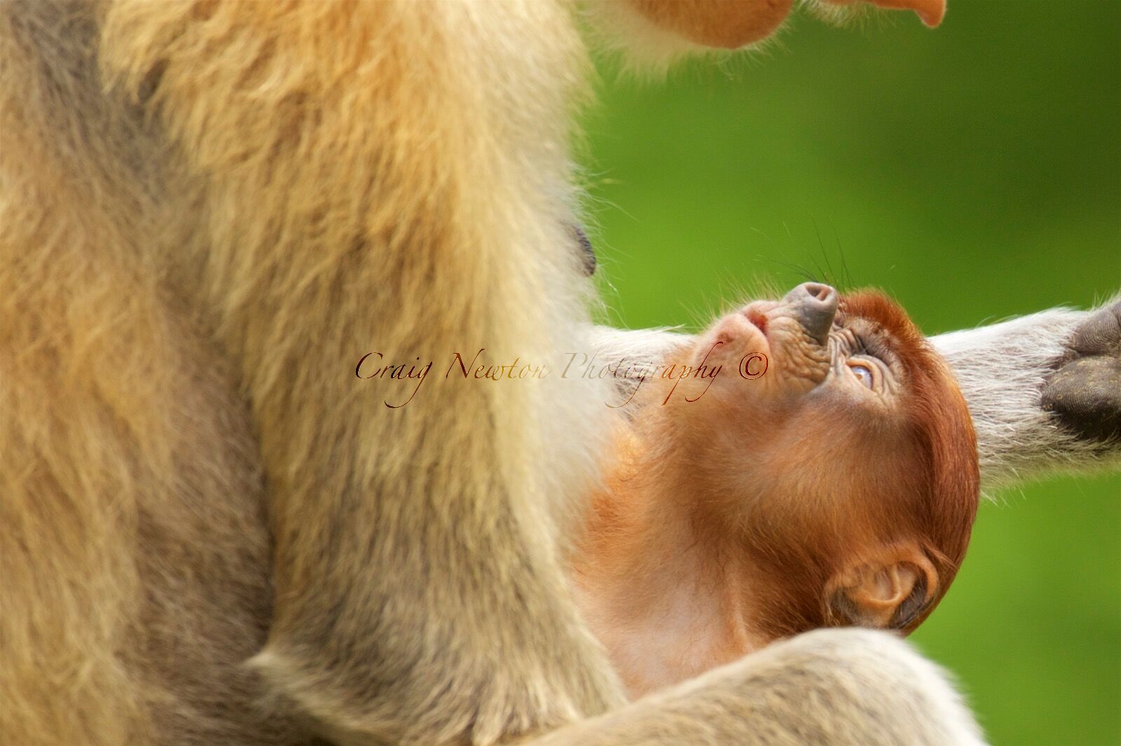 Proboscis Monkey (Nasalis larva's), Labuk Bay, Sabah, Malaysia