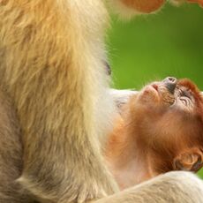 Proboscis Monkey (Nasalis larva's), Labuk Bay, Sabah, Malaysia