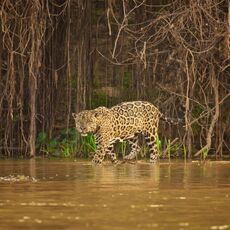 Jaguar (Panthera onca palustris), Parque Estadual Encontro das Águas, Brazil
