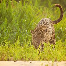 Jaguar (Panthera onca palustris), Parque Estadual Encontro das Águas, Brazil
