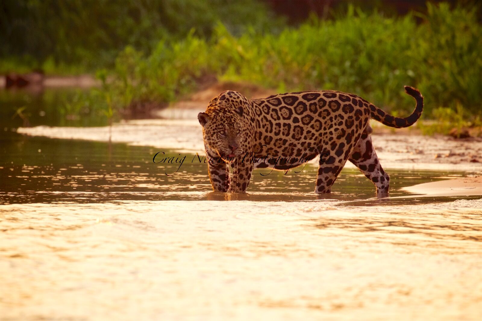 Jaguar (Panthera onca palustris), Parque Estadual Encontro das Águas, Brazil