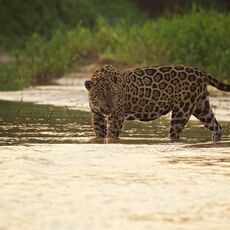 Jaguar (Panthera onca palustris), Parque Estadual Encontro das Águas, Brazil