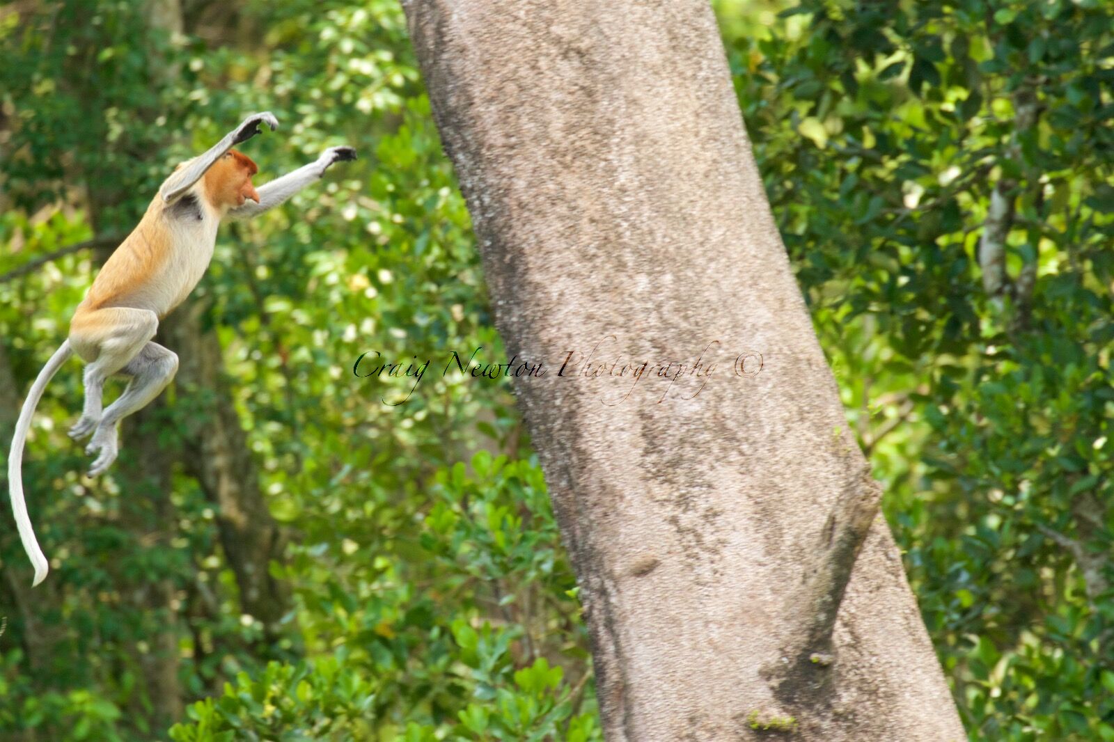 Proboscis Monkey (Nasalis larva's), Labuk Bay, Sabah, Malaysia