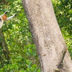 Proboscis Monkey (Nasalis larva's), Labuk Bay, Sabah, Malaysia