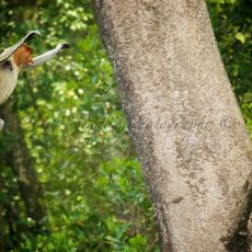 Proboscis Monkey (Nasalis larva's), Labuk Bay, Sabah, Malaysia