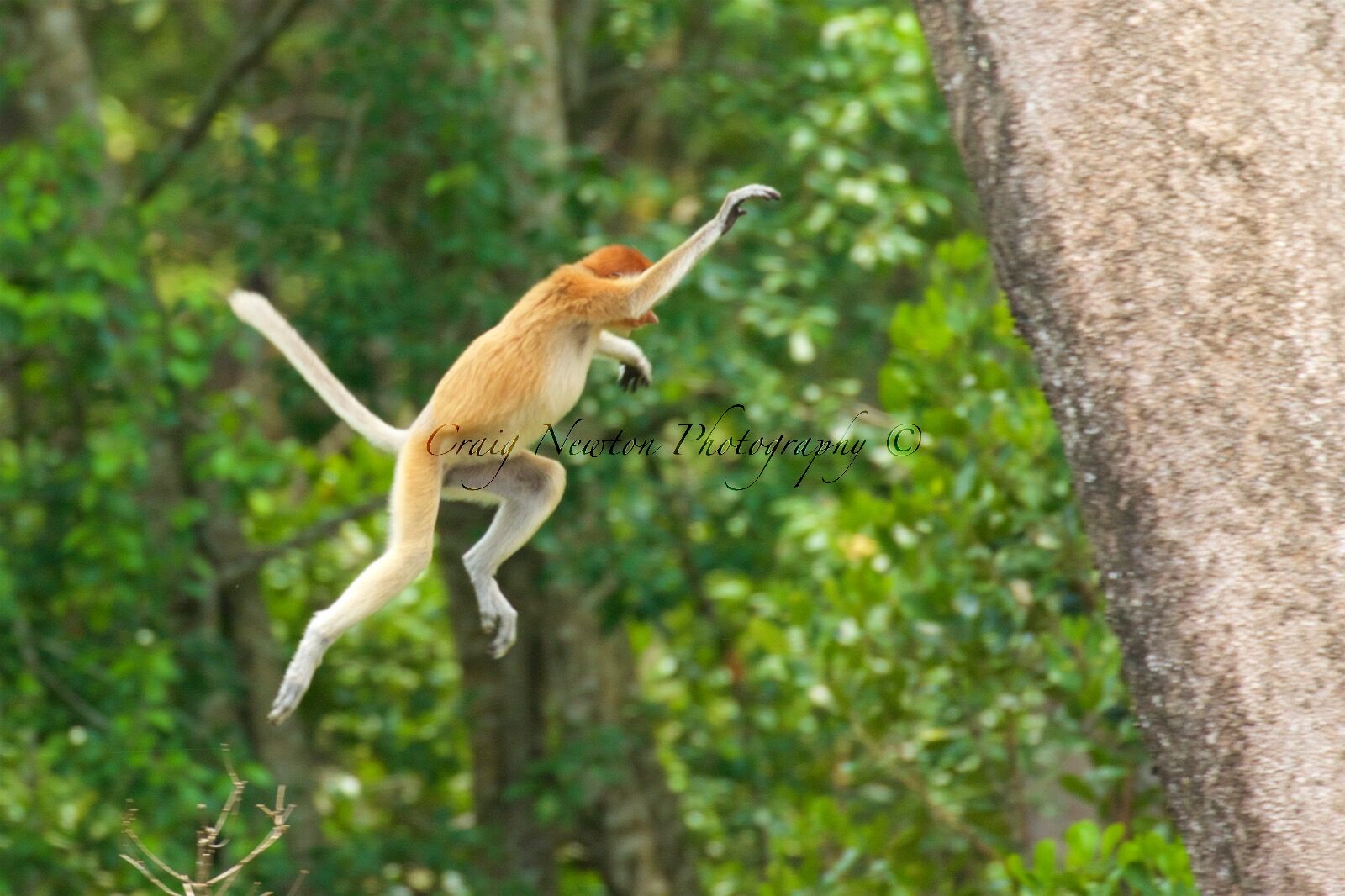 Proboscis Monkey (Nasalis larva's), Labuk Bay, Sabah, Malaysia