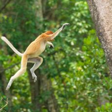 Proboscis Monkey (Nasalis larva's), Labuk Bay, Sabah, Malaysia