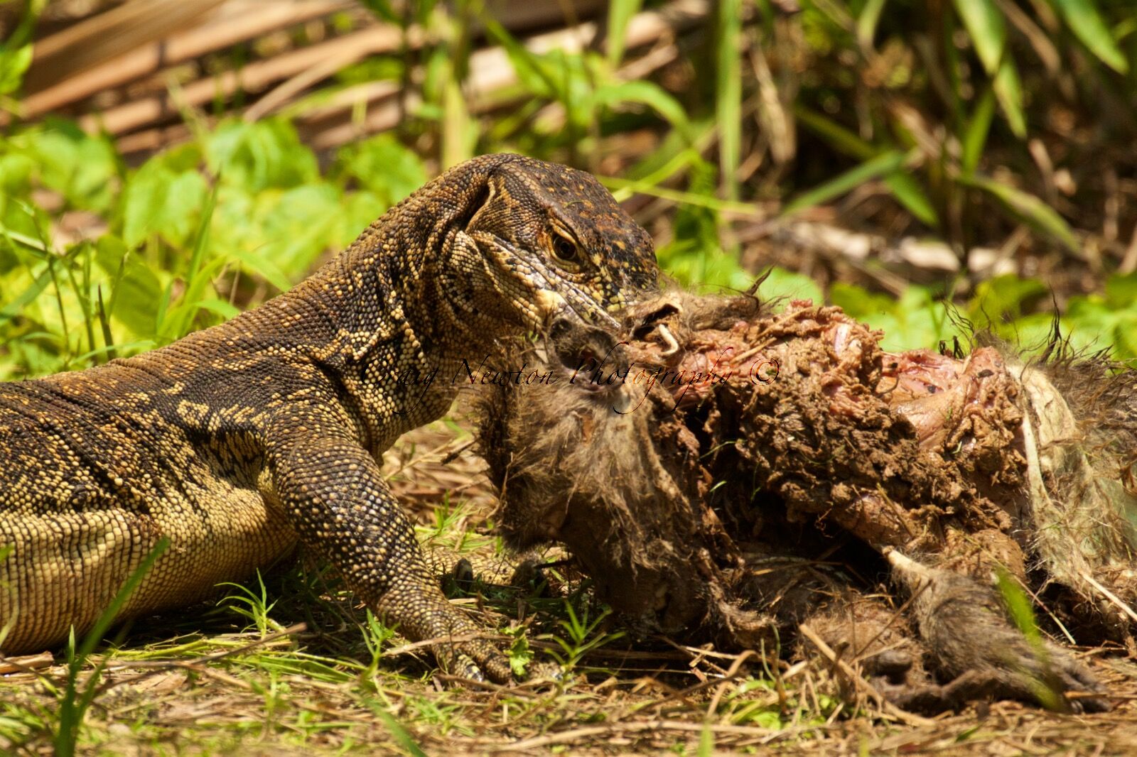 Water Monitor (Varanus salvator), Labuk Bay, Sabah, Malaysia