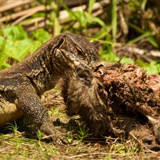 Water Monitor (Varanus salvator), Labuk Bay, Sabah, Malaysia