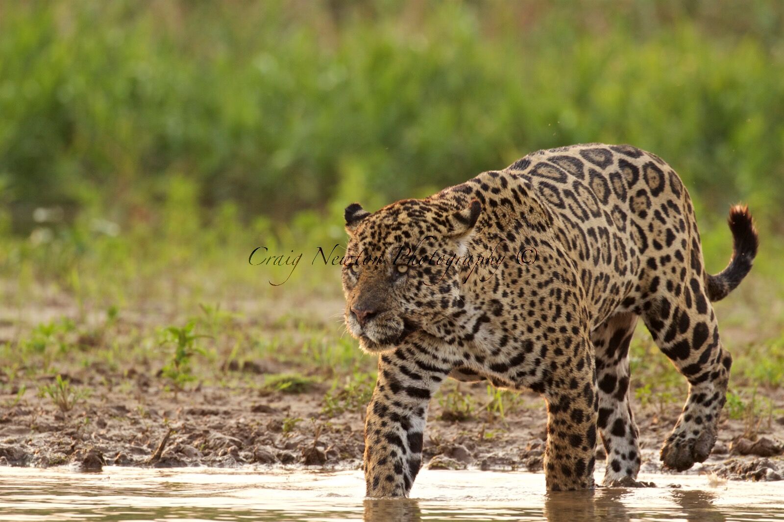 Jaguar (Panthera onca palustris), Parque Estadual Encontro das Águas, Brazil