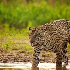 Jaguar (Panthera onca palustris), Parque Estadual Encontro das Águas, Brazil
