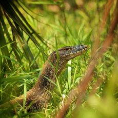 Water Monitor (Varanus salvator), Labuk Bay, Sabah, Malaysia