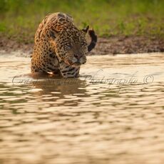 Jaguar (Panthera onca palustris), Parque Estadual Encontro das Águas, Brazil