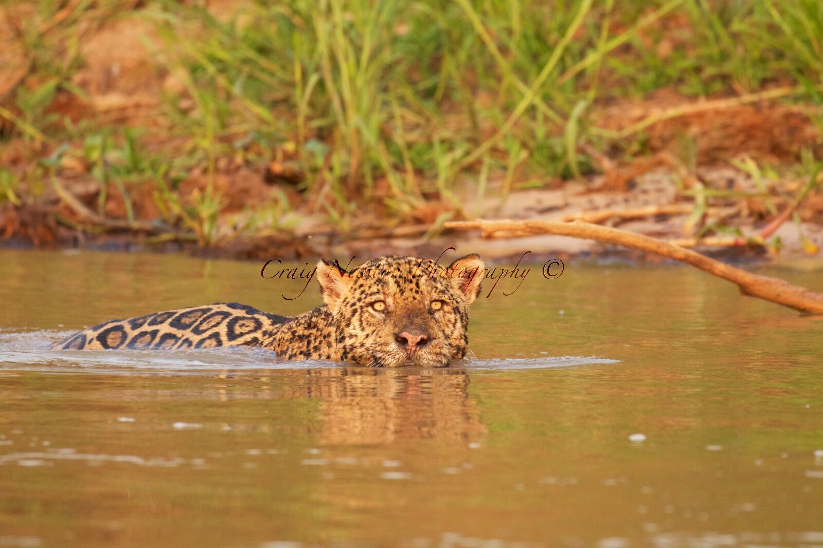 Jaguar (Panthera onca palustris), Parque Estadual Encontro das Águas, Brazil