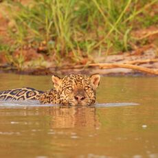 Jaguar (Panthera onca palustris), Parque Estadual Encontro das Águas, Brazil