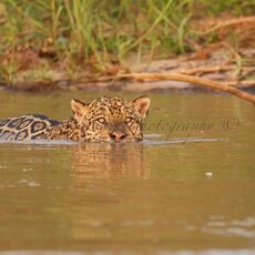 Jaguar (Panthera onca palustris), Parque Estadual Encontro das Águas, Brazil