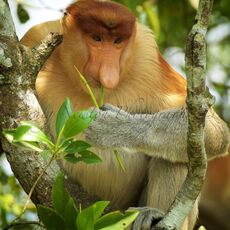 Proboscis Monkey (Nasalis larva's), Labuk Bay, Sabah, Malaysia