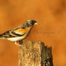 Brambling (Fringilla montifringilla), Denholm, Scotland