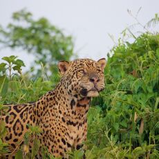 Jaguar (Panthera onca palustris), Parque Estadual Encontro das Águas, Brazil