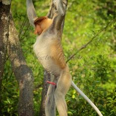 Proboscis Monkey (Nasalis larva's), Labuk Bay, Sabah, Malaysia