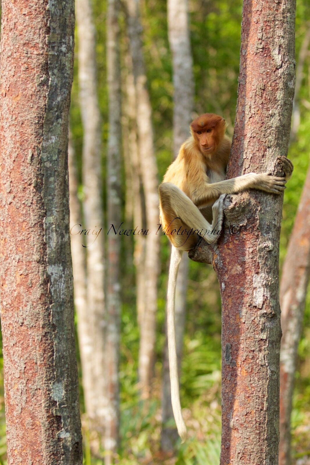 Proboscis Monkey (Nasalis larva's), Labuk Bay, Sabah, Malaysia
