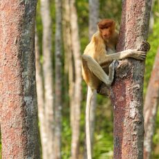 Proboscis Monkey (Nasalis larva's), Labuk Bay, Sabah, Malaysia