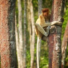 Proboscis Monkey (Nasalis larva's), Labuk Bay, Sabah, Malaysia