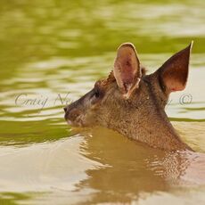 Red Brocket (Mazama americana), Parque Estadual Encontro das Águas, Brazil