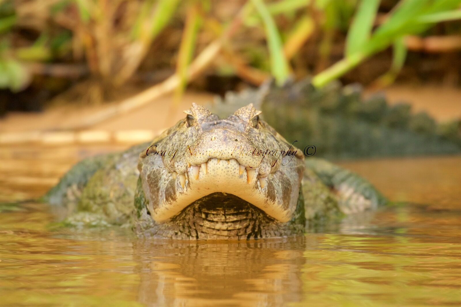 Yacare Caiman (Caiman yacare), Parque Estadual Encontro das Águas, Brazil