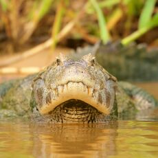 Yacare Caiman (Caiman yacare), Parque Estadual Encontro das Águas, Brazil