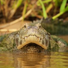Yacare Caiman (Caiman yacare), Parque Estadual Encontro das Águas, Brazil