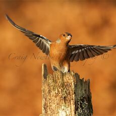 Common Chaffinch (Fringilla coelebs), Denholm, Scotland