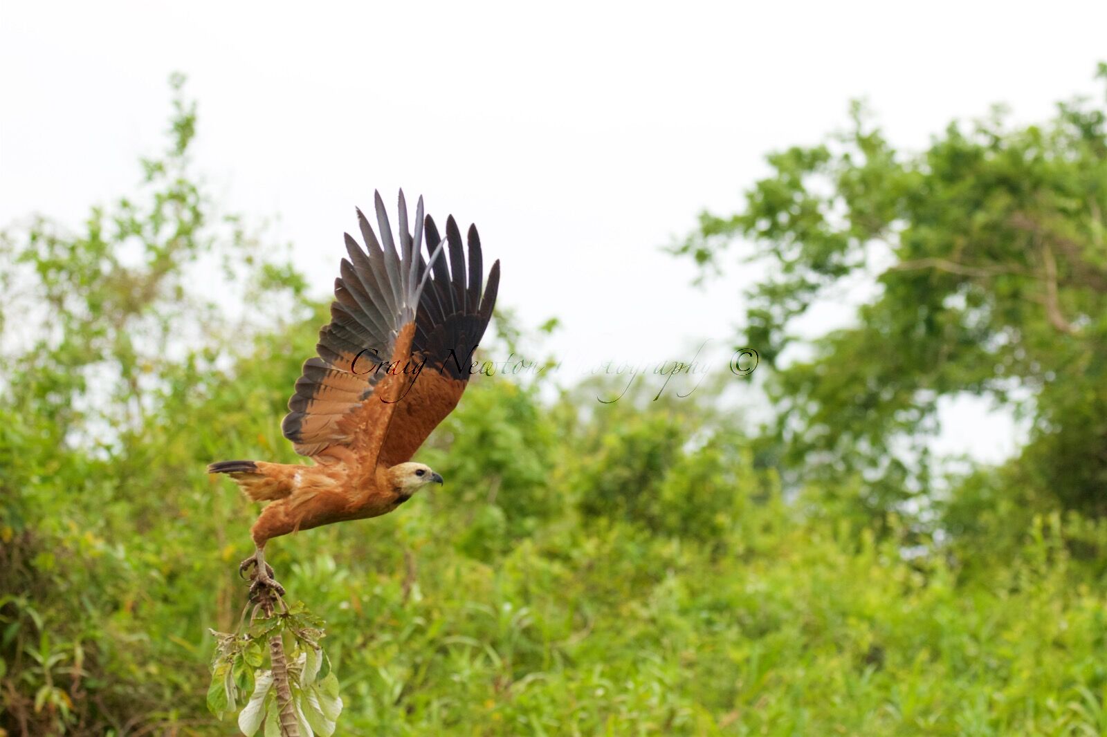 Black-collared Hawk (Busarellus nigricollis), Parque Estadual Encontro das Águas, Brazil