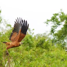 Black-collared Hawk (Busarellus nigricollis), Parque Estadual Encontro das Águas, Brazil