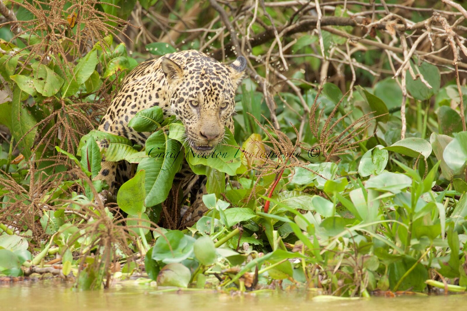 Jaguar (Panthera onca palustris), Parque Estadual Encontro das Águas, Brazil