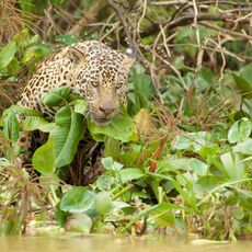 Jaguar (Panthera onca palustris), Parque Estadual Encontro das Águas, Brazil