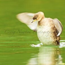 Little Grebe (Tachybaptus ruficollis), Derbyshire, England