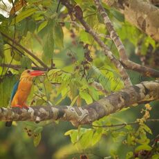 Stork-billed Kingfisher (Pelargopsis capensis), Kinabatangan Wildlife Sanctuary, Sabah, Malaysia